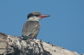 Striped Kingfisher